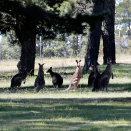 Kenguruer i parken utenfor Government House betrakter statsbesøket. Foto: Lise Åserud / NTB scanpix